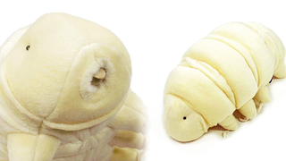 Someone Turned Nature's Most Bizarre Creature Into an Adorable Plush Toy